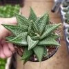 CGASPL Plants Haworthia Limifolia Spider White Succulent Plant