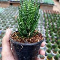 CGASPL Haworthia Truncata Lime Green Plants