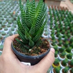 CGASPL Haworthia Truncata Lime Green Plants