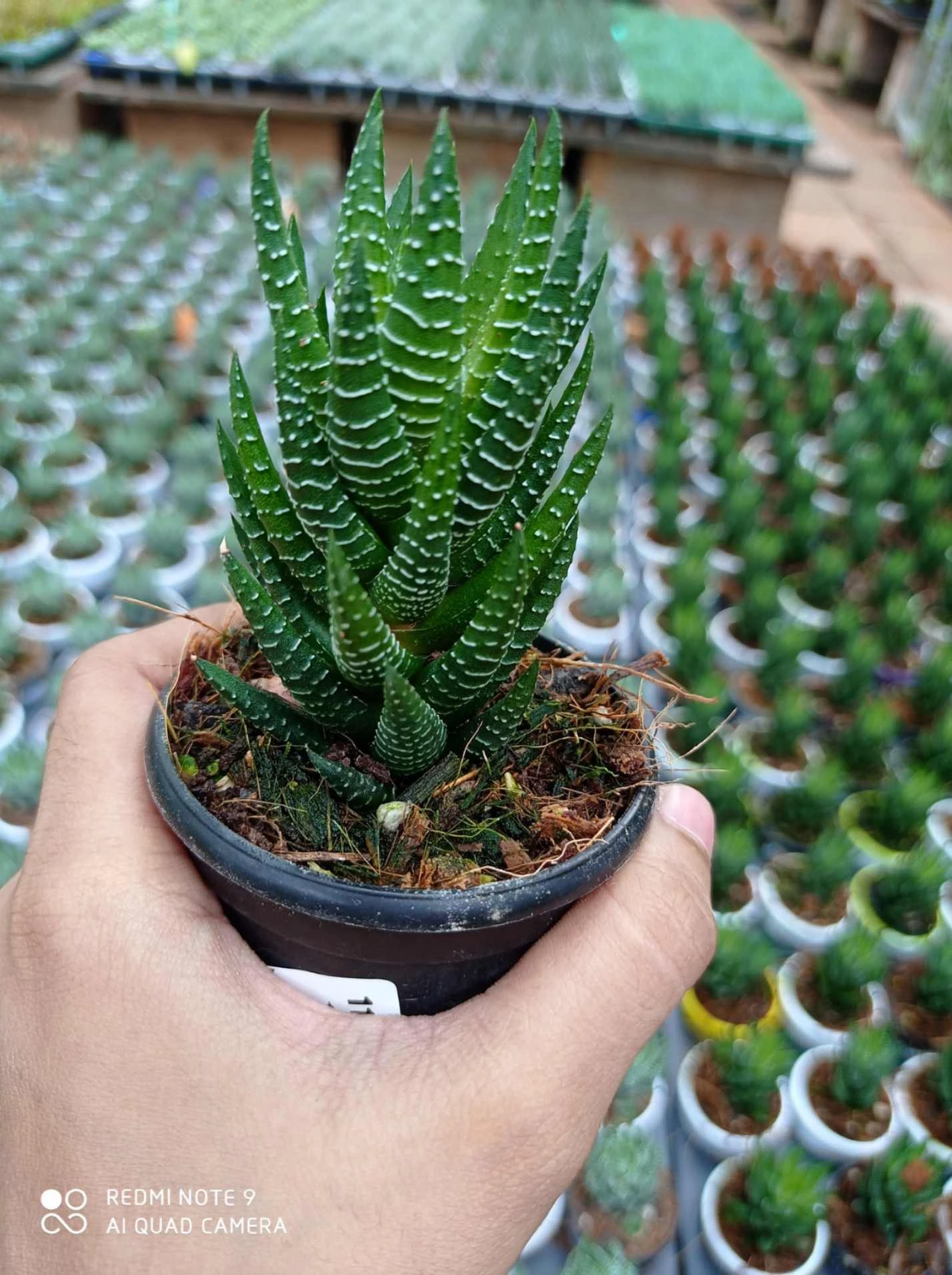 CGASPL Haworthia Truncata Lime Green Plants 4 CGASPL Haworthia Truncata Lime Green Plants