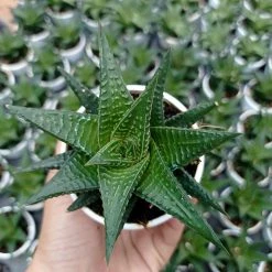 CGASPL Haworthia Limifolia Fairy Washboard Succulent Plant