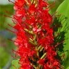 CGASPL Hedychium Red Color Flower Bulbs (Pack Of 6)