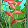 CGASPL Heliconia H. B. X H.c.Pedro Ortiz Rhizomes (Pack Of 20) Winter Flower Bulbs