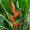 CGASPL Winter Flower Bulbs Heliconia H. C. X H. B.LC-ii Rhizomes (Pack Of 20)