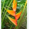 CGASPL Heliconia H. C. X H. B.LC-iii Rhizomes (Pack Of 20) Winter Flower Bulbs