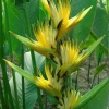 CGASPL Heliconia H.p. X H. S.Allan Carle Rhizomes (Pack Of 20) Winter Flower Bulbs