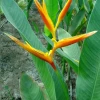 CGASPL Winter Flower Bulbs Heliconia H.p. X H. S.Nickerensis Rhizomes (Pack Of 20)