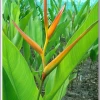 CGASPL Heliconia H.p. X H. S.Tropica Rhizomes (Pack Of 20)