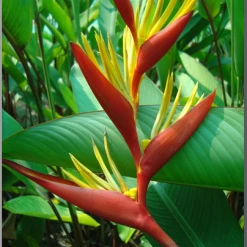 CGASPL Heliconia H.psittachorum Red Torch Rhizomes (Pack Of 20)