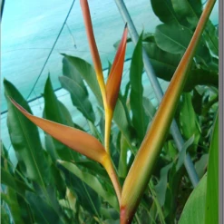 CGASPL Heliconia H.psittacorum Kenea Red Flower Rhizomes (Pack Of 20) Winter Flower Bulbs