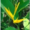 CGASPL Winter Flower Bulbs Heliconia H.p X H.s.Golden Torch Rhizomes (Pack Of 20)