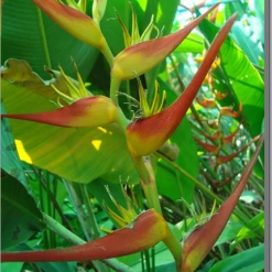 CGASPL Heliconia Latispatha Distance Rhizomes (Pack Of 20)