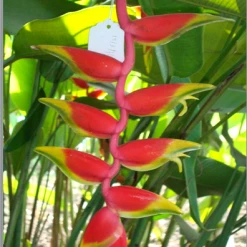 CGASPL Winter Flower Bulbs Heliconia Rostrata Parrot Beak Rhizomes (Pack Of 20)