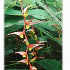 CGASPL Winter Flower Bulbs Heliconia Collinsiana Pendula Rhizomes (Pack Of 20)