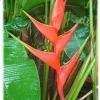 CGASPL Winter Flower Bulbs Heliconia Stricta Iris Bannochie Rhizomes (Pack Of 20)