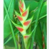 CGASPL Heliconia Wagneria Rainbow Rhizomes (Pack Of 20)