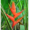 CGASPL Winter Flower Bulbs Heliconia Wagneria Red Flower Rhizomes (Pack Of 20)