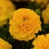 Pan American Seeds Marigold French Hot Pak Gold Flower Seeds Imported Flower Seeds