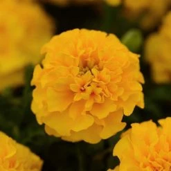 Pan American Seeds Marigold French Hot Pak Gold Flower Seeds Imported Flower Seeds