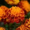 Pan American Seeds Marigold French Hot Pak Harmony Flower Seeds