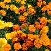 CGASPL Imported Flower Seeds Marigold French Hot Pak Mix Flower Seeds 1 CGASPL Imported Flower Seeds Marigold French Hot Pak Mix Flower Seeds