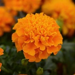 Chhajed Garden Imported Flower Seeds Marigold French Hot Pak Orange Flower Seeds