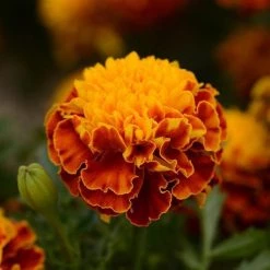 Chhajed Garden Imported Flower Seeds Marigold French Hot Pak Spry Flower Seeds