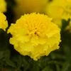 CGASPL Marigold French Hot Pak Yellow Flower Seeds Pan American Seeds 1 CGASPL Marigold French Hot Pak Yellow Flower Seeds Pan American Seeds