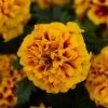 Pan American Seeds Marigold French Hot Pak Fire Flower Seeds