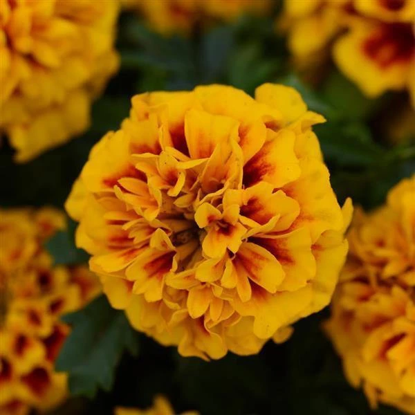 Pan American Seeds Marigold French Hot Pak Fire Flower Seeds 3 Pan American Seeds Marigold French Hot Pak Fire Flower Seeds