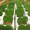 CGASPL Plants Hoya Heart Green Small Succulent Plant