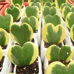 ChhajedGarden Shop 18 CGASPL Plants Hoya Heart Variegated Small Succulent Plant