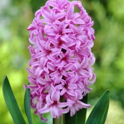 CGASPL Winter Flower Bulbs Hyacinth Anna Liza Flower Bulbs (Pack Of 6 Bulbs)