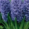 CGASPL Winter Flower Bulbs Hyacinth Delft Blue Beer Flower Bulbs (Pack Of 6 Bulbs)
