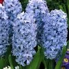 CGASPL Hyacinth Delft Blue Flower Bulbs (Pack Of 6 Bulbs)