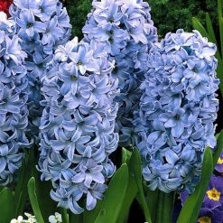 CGASPL Hyacinth Delft Blue Flower Bulbs (Pack Of 6 Bulbs)