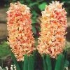 CGASPL Hyacinth Gipsy Queen Orange Flower Bulbs (Pack Of 6 Bulbs)