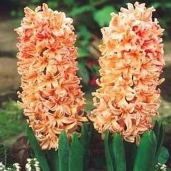 CGASPL Hyacinth Gipsy Queen Orange Flower Bulbs (Pack Of 6 Bulbs)
