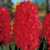 CGASPL Hyacinth Jan Bos Red Flower Bulbs (Pack Of 6 Bulbs) Winter Flower Bulbs