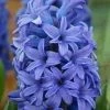 CGASPL Hyacinth Minos Flower Bulbs (Pack Of 6) Winter Flower Bulbs