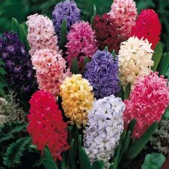 CGASPL Winter Flower Bulbs Hyacinth Mix Flower Bulbs (Pack Of 3 Bulbs)