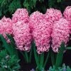CGASPL Winter Flower Bulbs Hyacinth Pink Pearl Flower Bulbs (Pack Of 6 Bulbs)