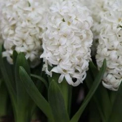 CGASPL Winter Flower Bulbs Hyacinth Top White Flower Bulbs (Pack Of 6 Bulbs)