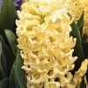 CGASPL Hyacinth Yellowstone Flower Bulbs (Pack Of 6 Bulbs) Winter Flower Bulbs