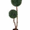 CGASPL 2 Head Boxwood Ball Plant, 8051 , Height - 4 Ft. (Pack Of 2 Plants)