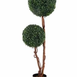 CGASPL 2 Head Boxwood Ball Plant, 8051 , Height - 4 Ft. (Pack Of 2 Plants)