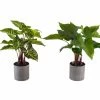 CGASPL Artificial Diffen & Pothos In Grey Pot , Height -1.5 Ft ( Pack Of 6 Plants)