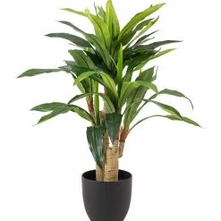 CGASPL Artificial Real Touch 48 Dracenna In Pot , Height -3 Ft (Pack Of 2 Plants)