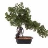 CGASPL Artificial Plants Artificial Japanese Pine Bonsai In Pot , Height -2 Ft ( Pack Of 2 Plants )