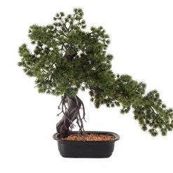 CGASPL Artificial Plants Artificial Japanese Pine Bonsai In Pot , Height -2 Ft ( Pack Of 2 Plants )